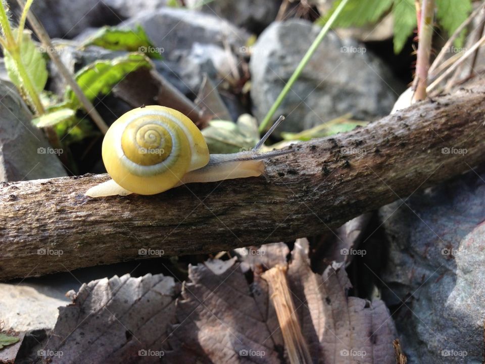 Snail yellow crawling