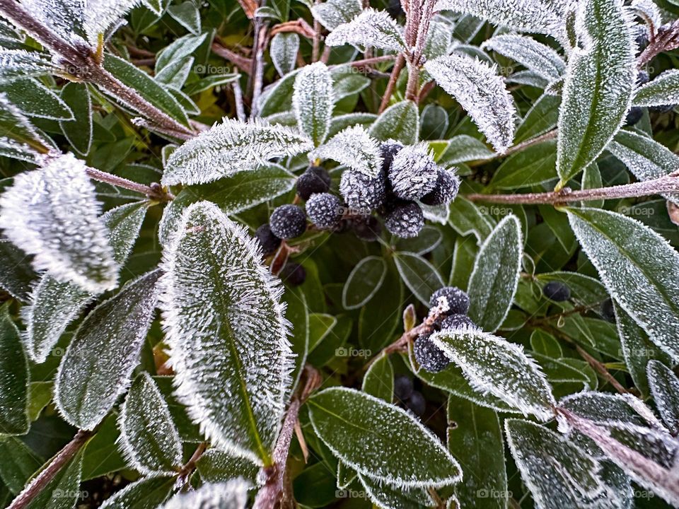 Frozen berries