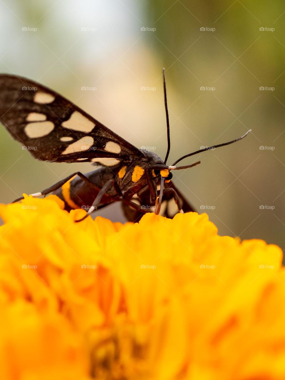 Beautiful Nine-spotted Moth