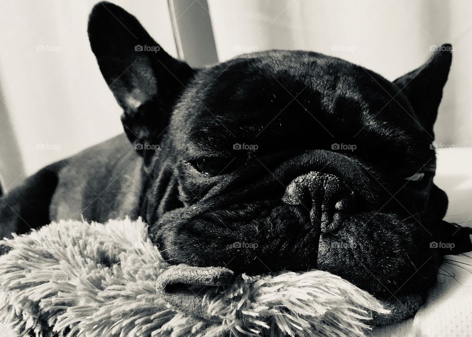 Frenchie resting with his favorite toy