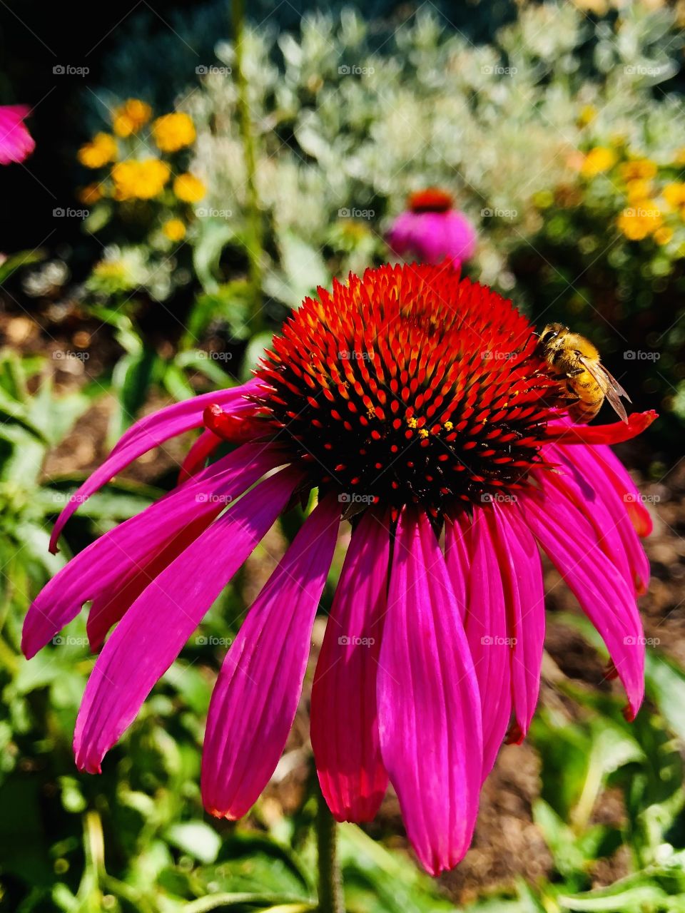 Summer Sunshine Bumble Bee 