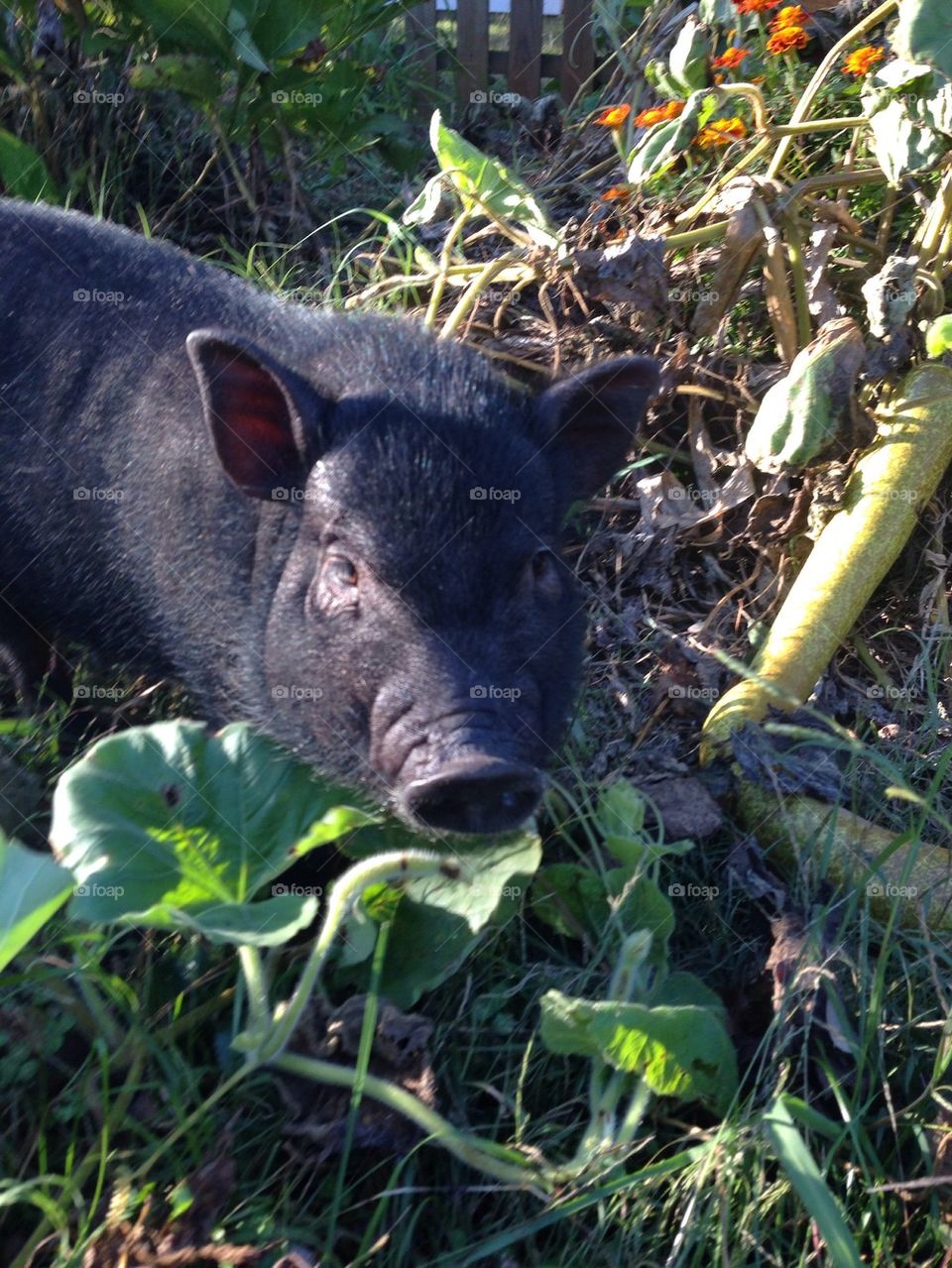 Potbelly pig in the garden