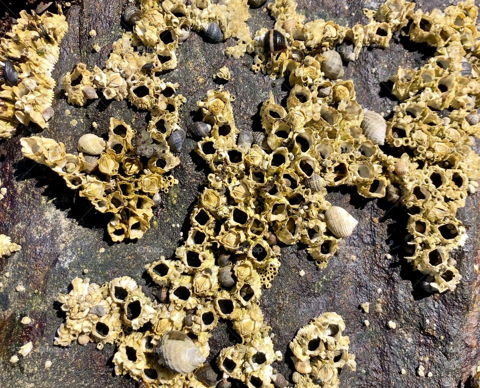 Barnacles and snails are only a small part of the intensely developed ecosystem that covers the rocky shores, creating beautiful geometric shapes straight from nature.