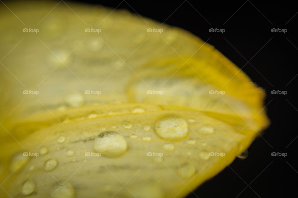 inverted flower petal with raindrop