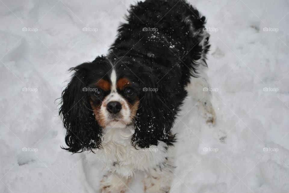 Walter the dog stands serenely in the snow. His body is cold but he's warm with excitement. He loves the white stuff!