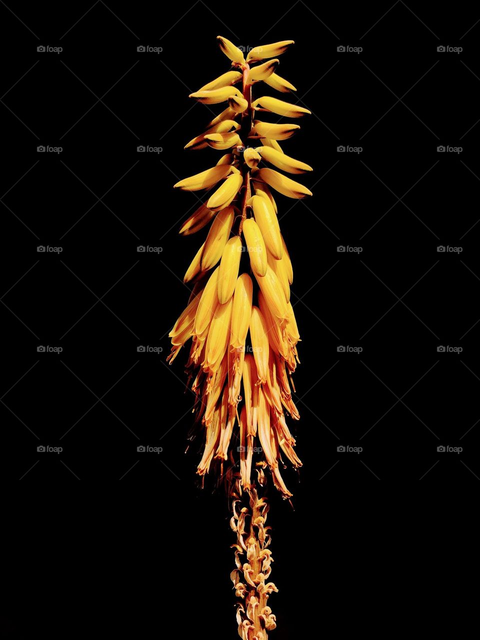Yellow aloe plant set against a black background 