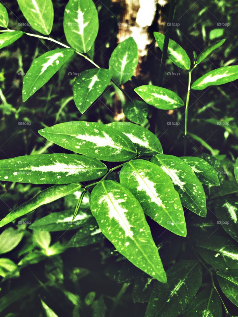 leaf