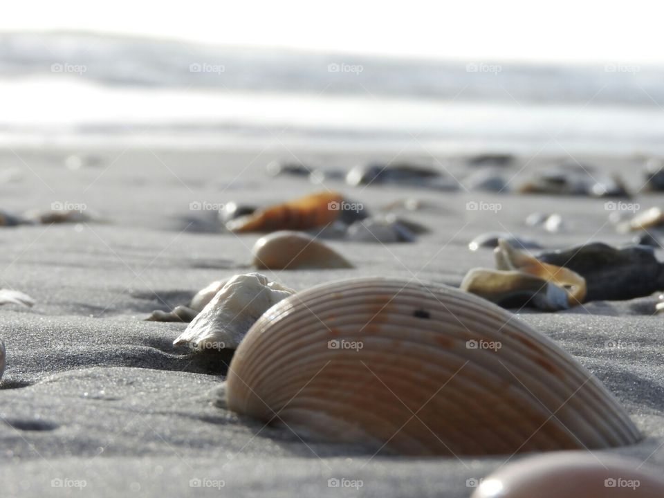 The seashell laying on the seashore.