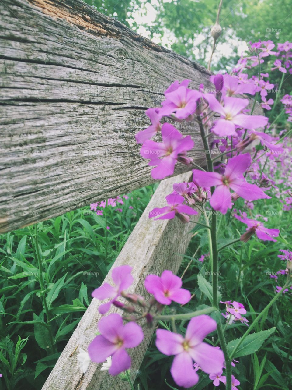 Purple flowers along a wooden fence