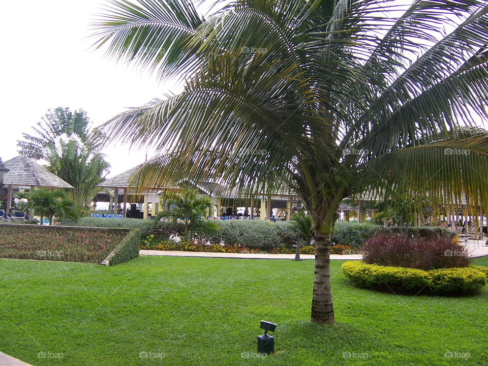 Courtyard palm. Enjoying the beautiful scenery in Jamaica