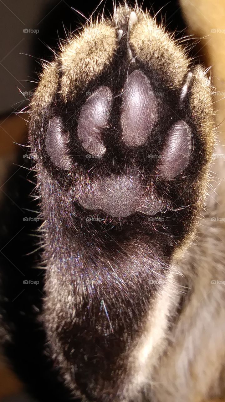 cat back foot paw