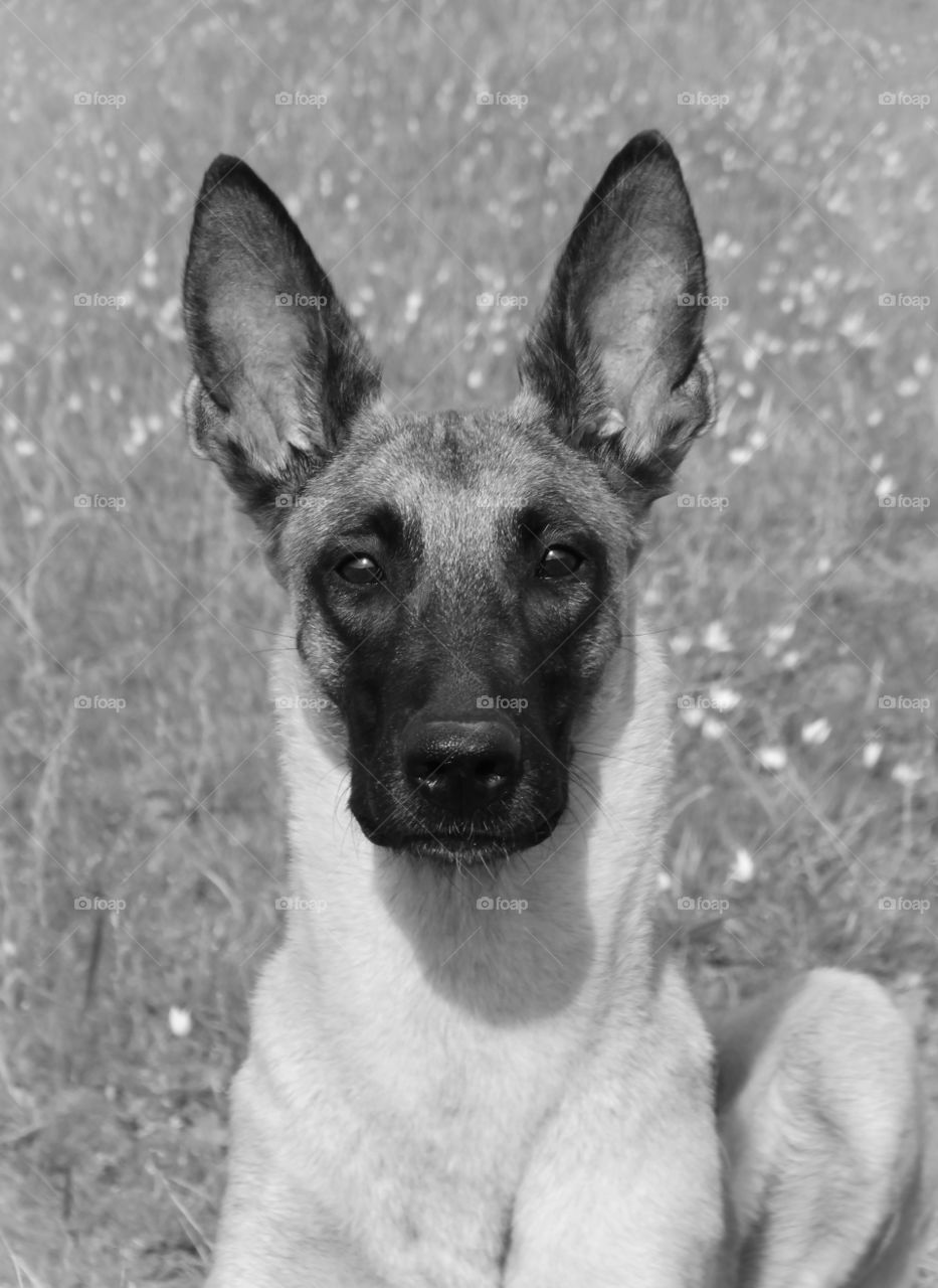 Belgian shepherd malinois dog and spring