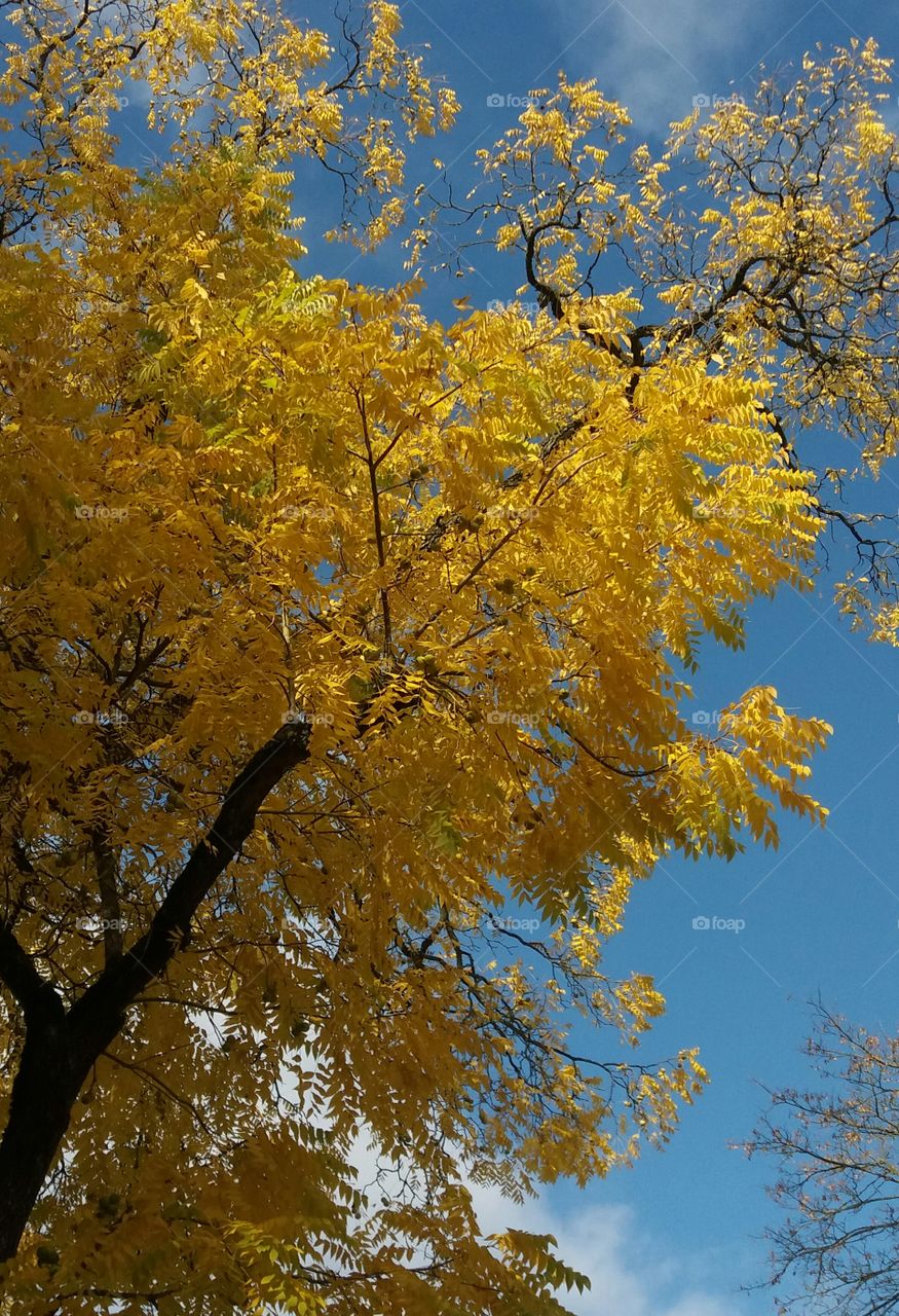 yellow tree in fall