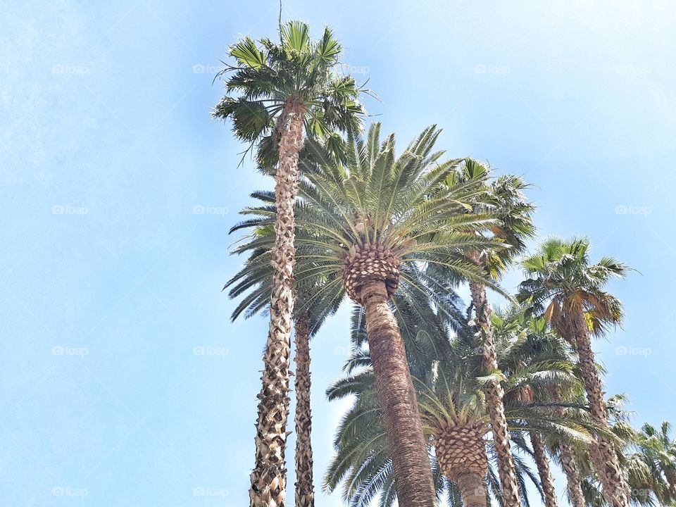 Palms in Los Angeles