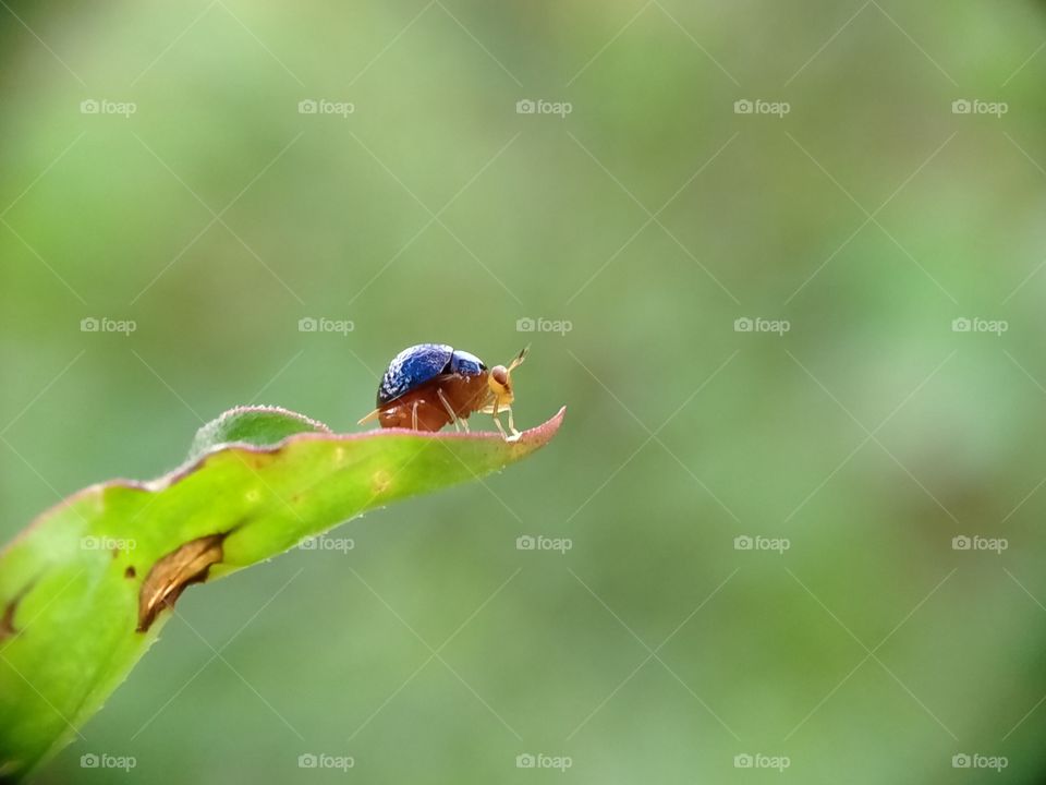 The golden-blue bug was standing on a leaf.  Only two millimeters long.