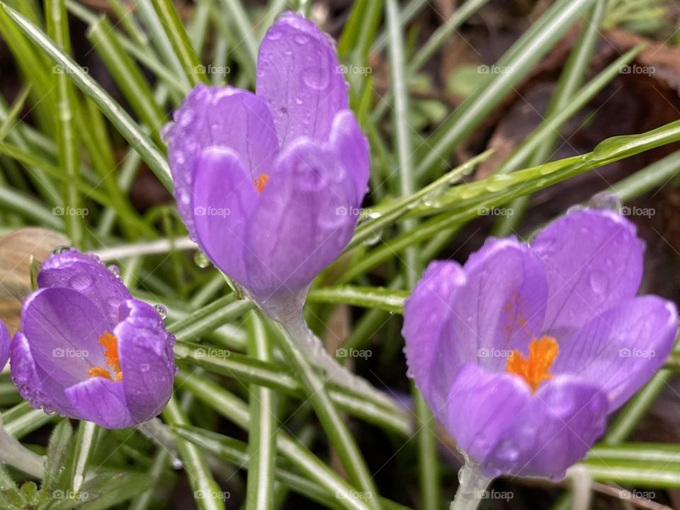 Crocus 