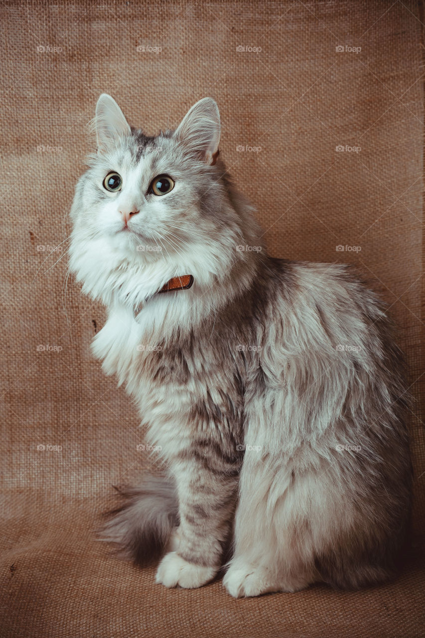 Siberian longhair cat