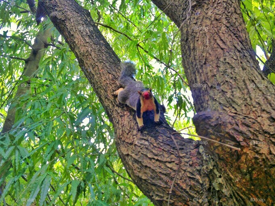 Giant squirrel from the ground up