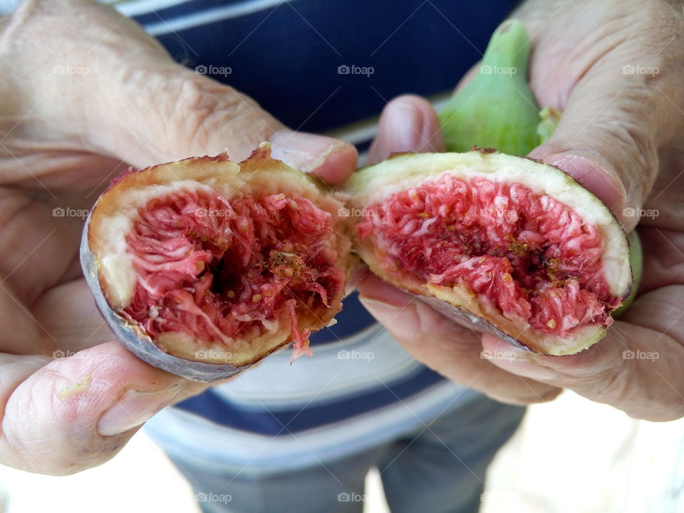 Fig