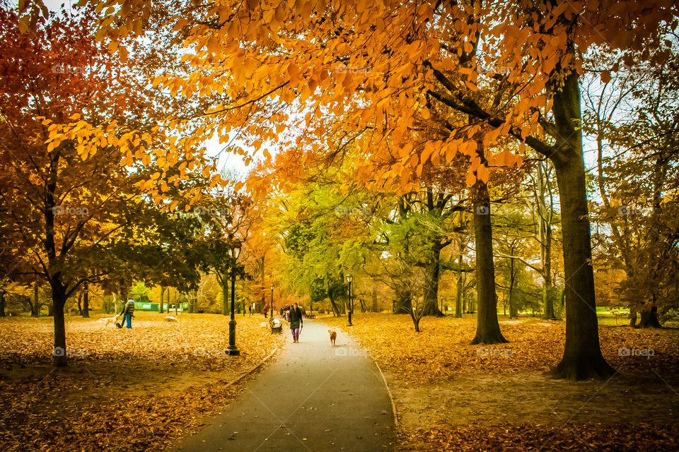 Woman walking with her dog in park at autumn