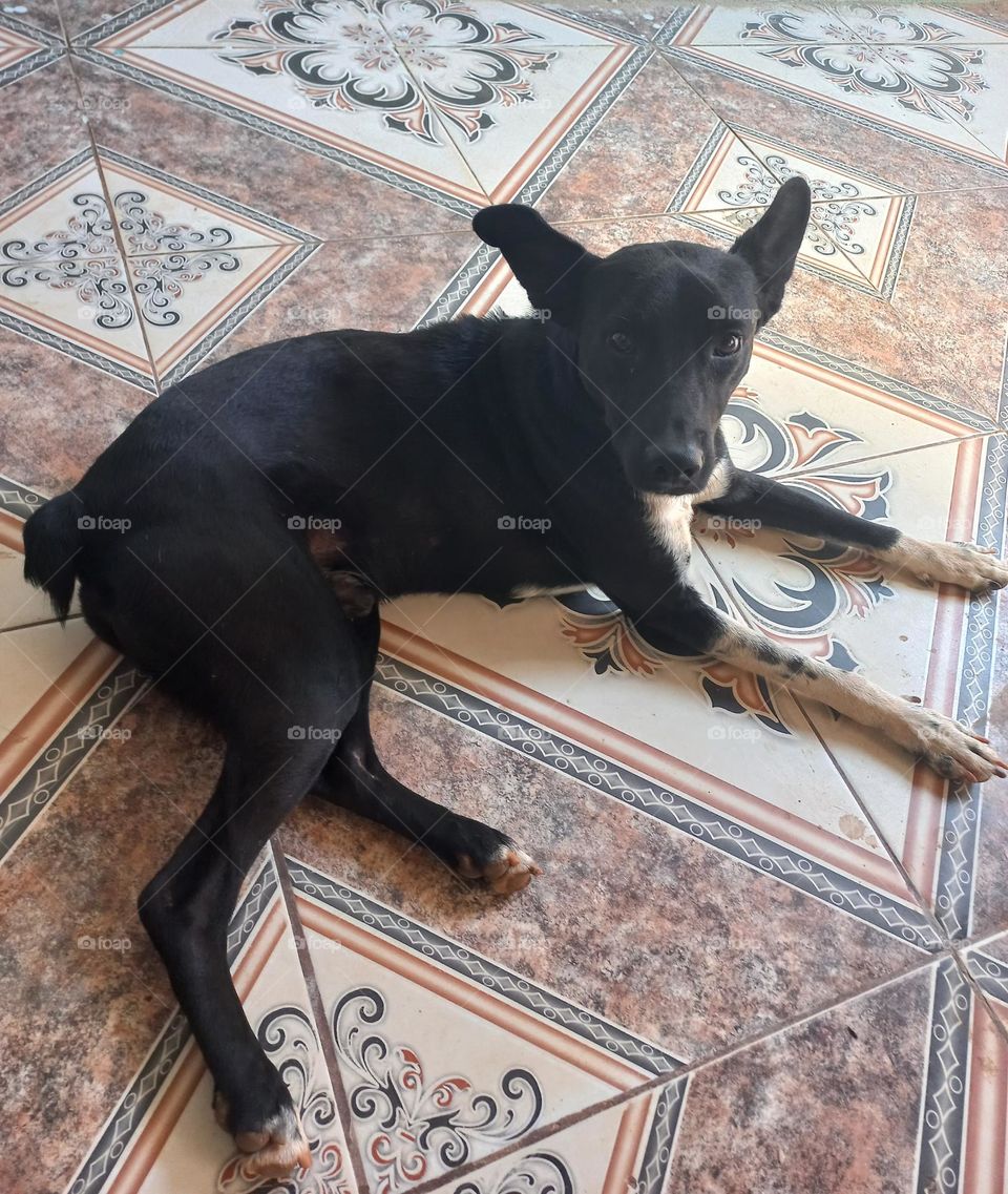 Pet com olhar amoroso  e carinhoso . Os caezinhos  são  espertos e ficam atentos ao nosso comportamento em relação  a eles. Cães são  animais sociais, que gostam da atenção  humana.