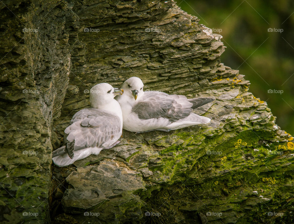 Bird, Nature, Wildlife, Feather, Animal