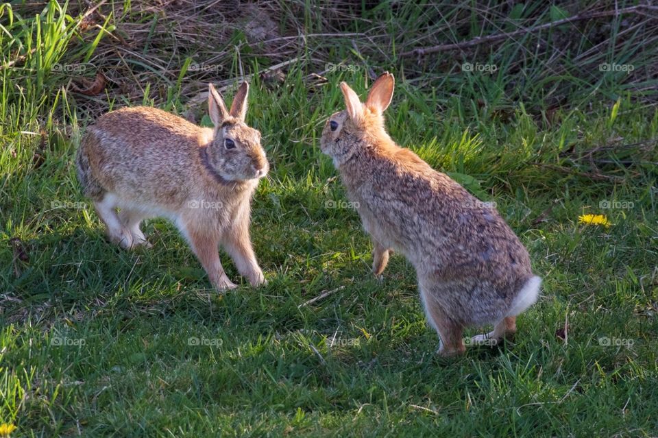 Wild rabbits playing