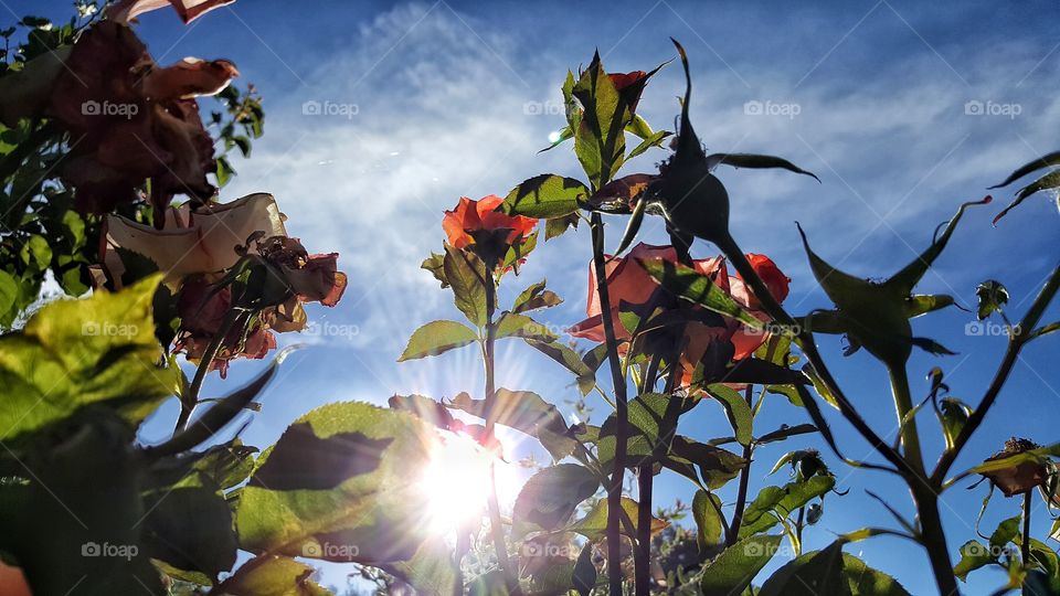 sun , garden ,summer