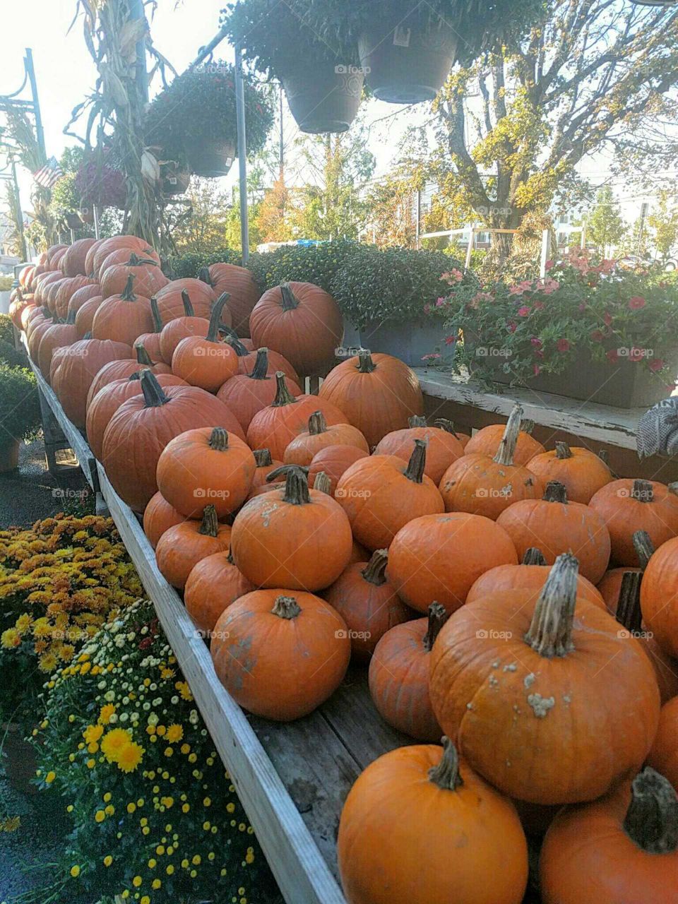 Fall, Pumpkin, Halloween, No Person, Thanksgiving