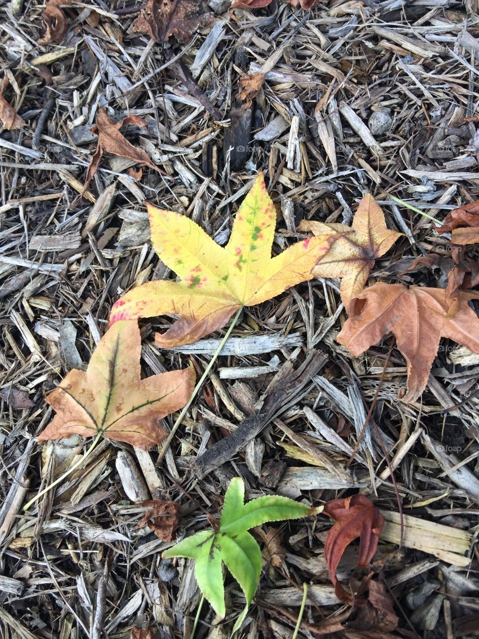 Leaf, Fall, Nature, Flora, Ground