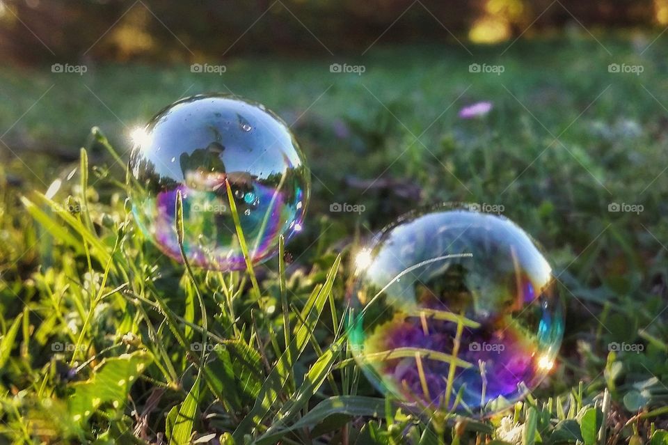 Two rainbow bubbles on the grass in the summer sun