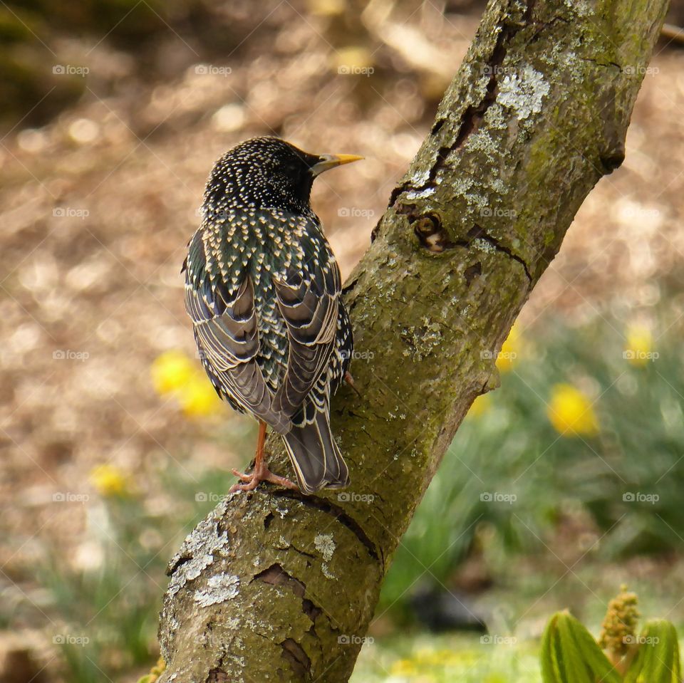 Bird perching on tree branch