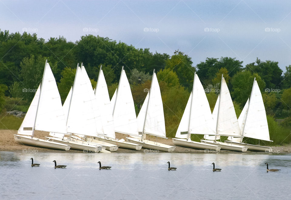 Ducks swimming in a row