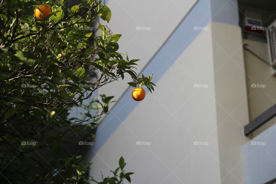 orange tree