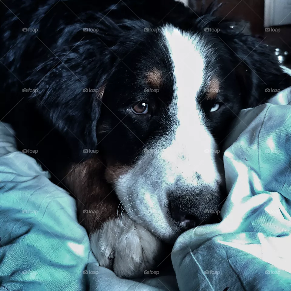 Sleepy sweet puppy