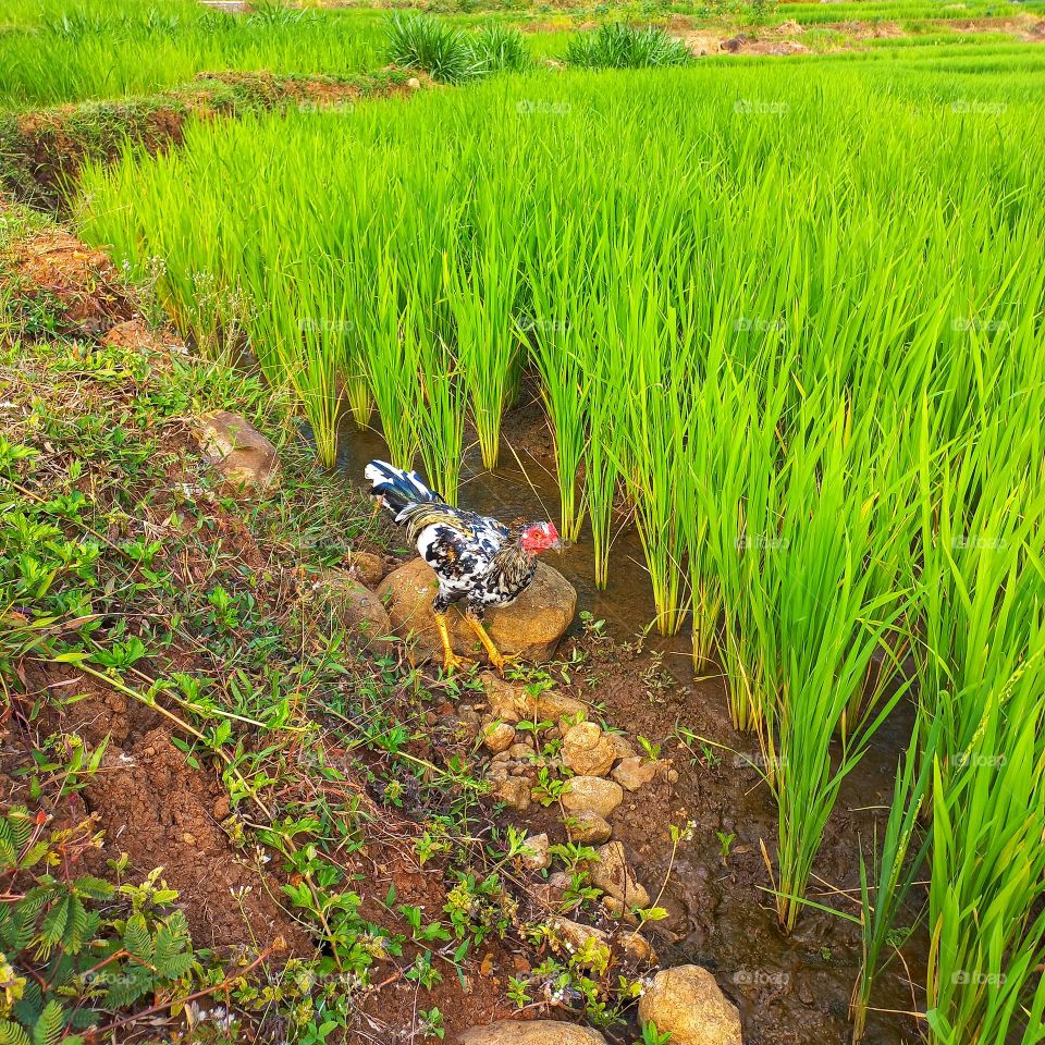 A rooster looking for food in the rice fields
