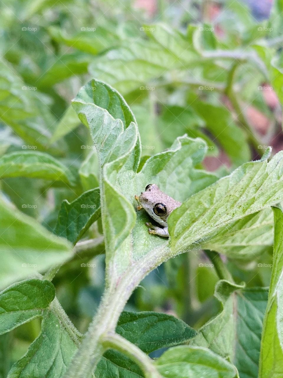Small frog on tomato leaf