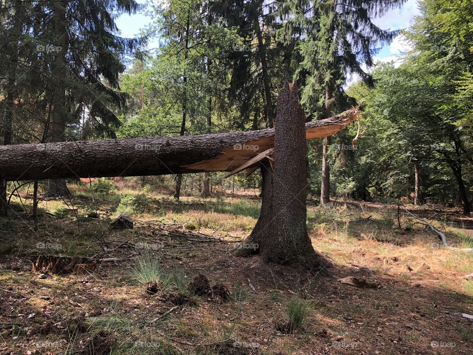 Broken tree