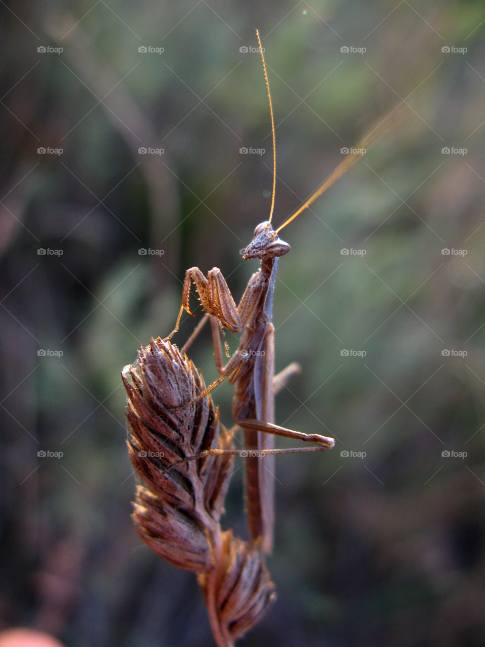 Wild praying mantis on dried plant