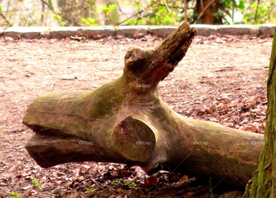 funny shaped stump