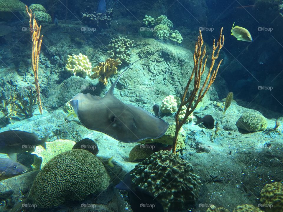 The Majesty of the Stingray