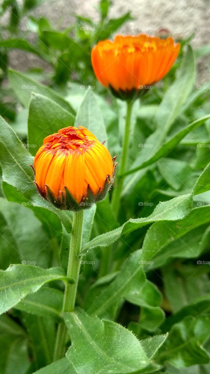 love to flowers..it's a part of my life.