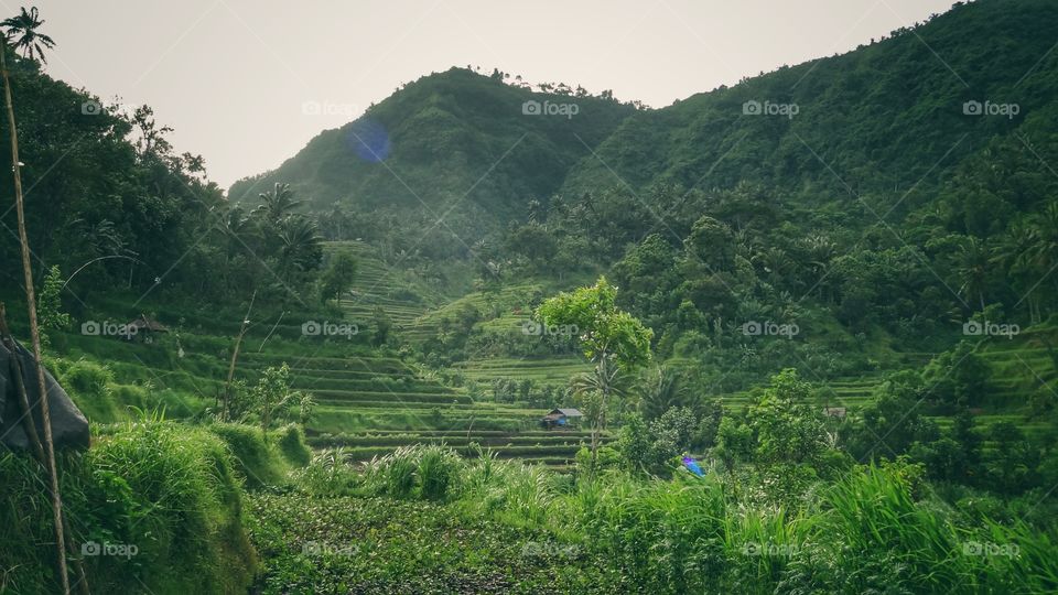 Rice paddy