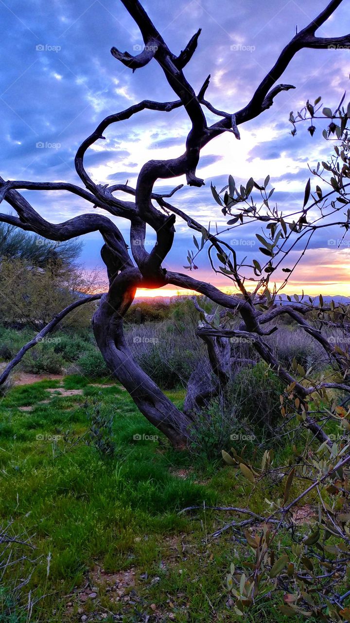 Dry tree on grass at sunset
