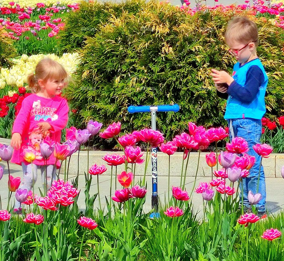 Nature.  Plants.  In the foreground are red tulips.  Among the flowers stands a little girl in a pink dress and looks at the boy.  The boy looks at the phone attentively.  A scooter stands between a girl and a boy