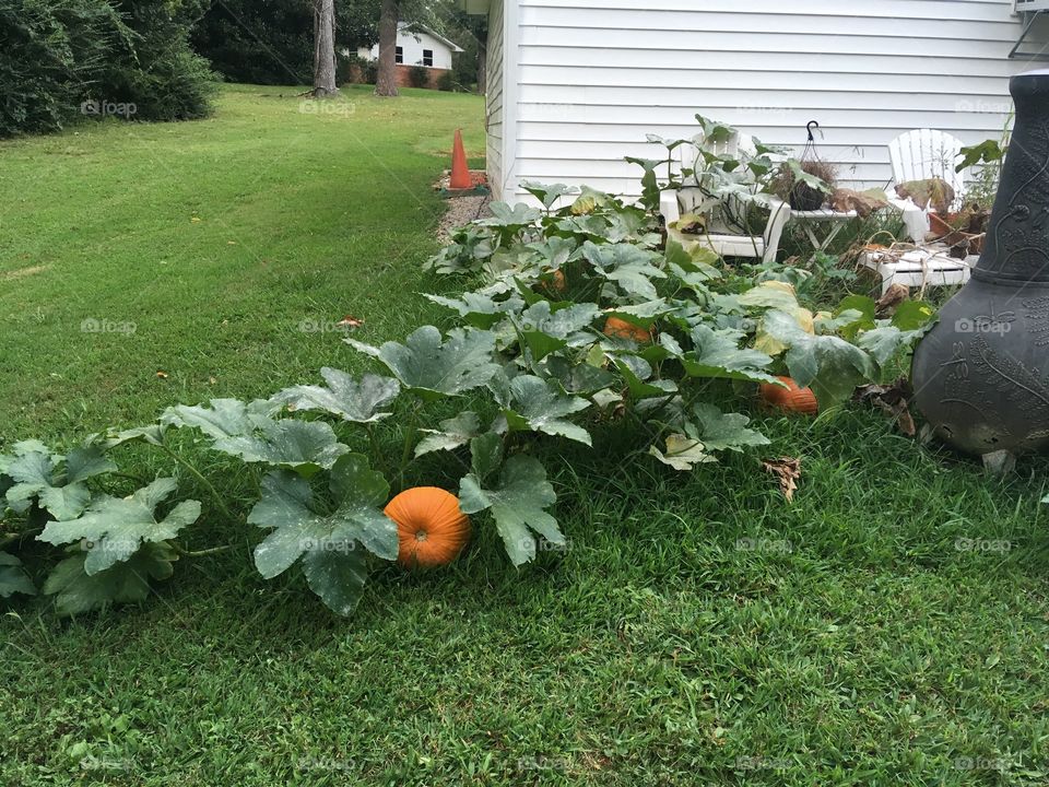 A surprise pumpkin patch yield. 