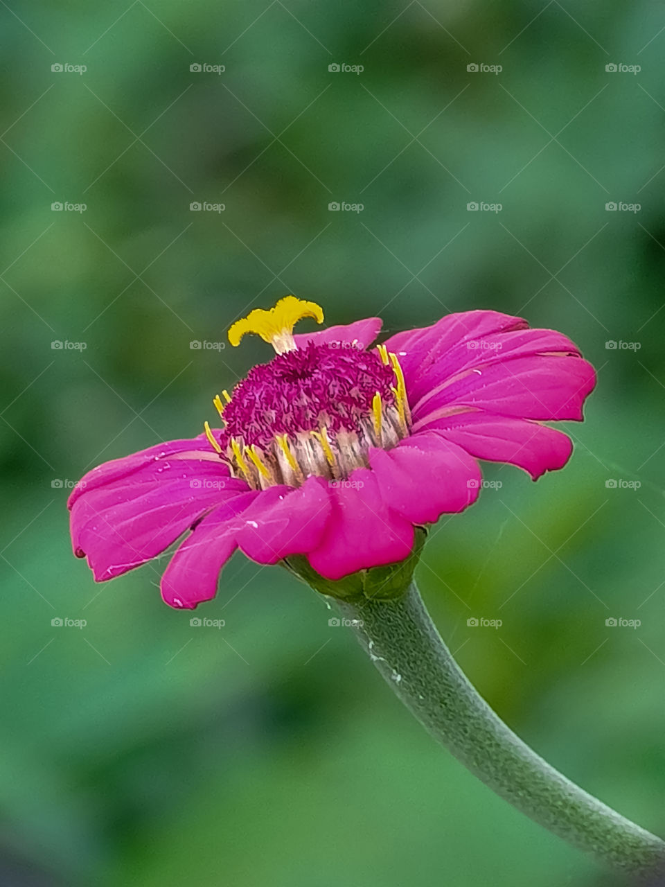 pink flower