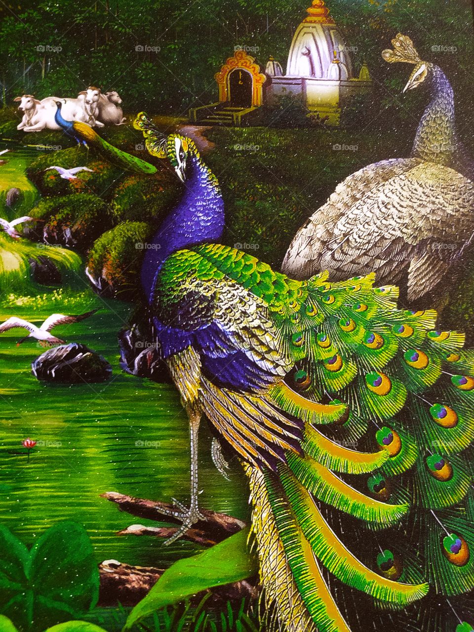 Peacock the National Bird of India