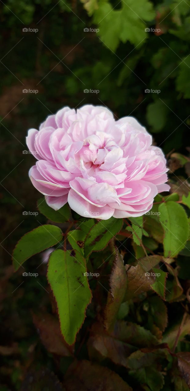 pink Rose in the fall