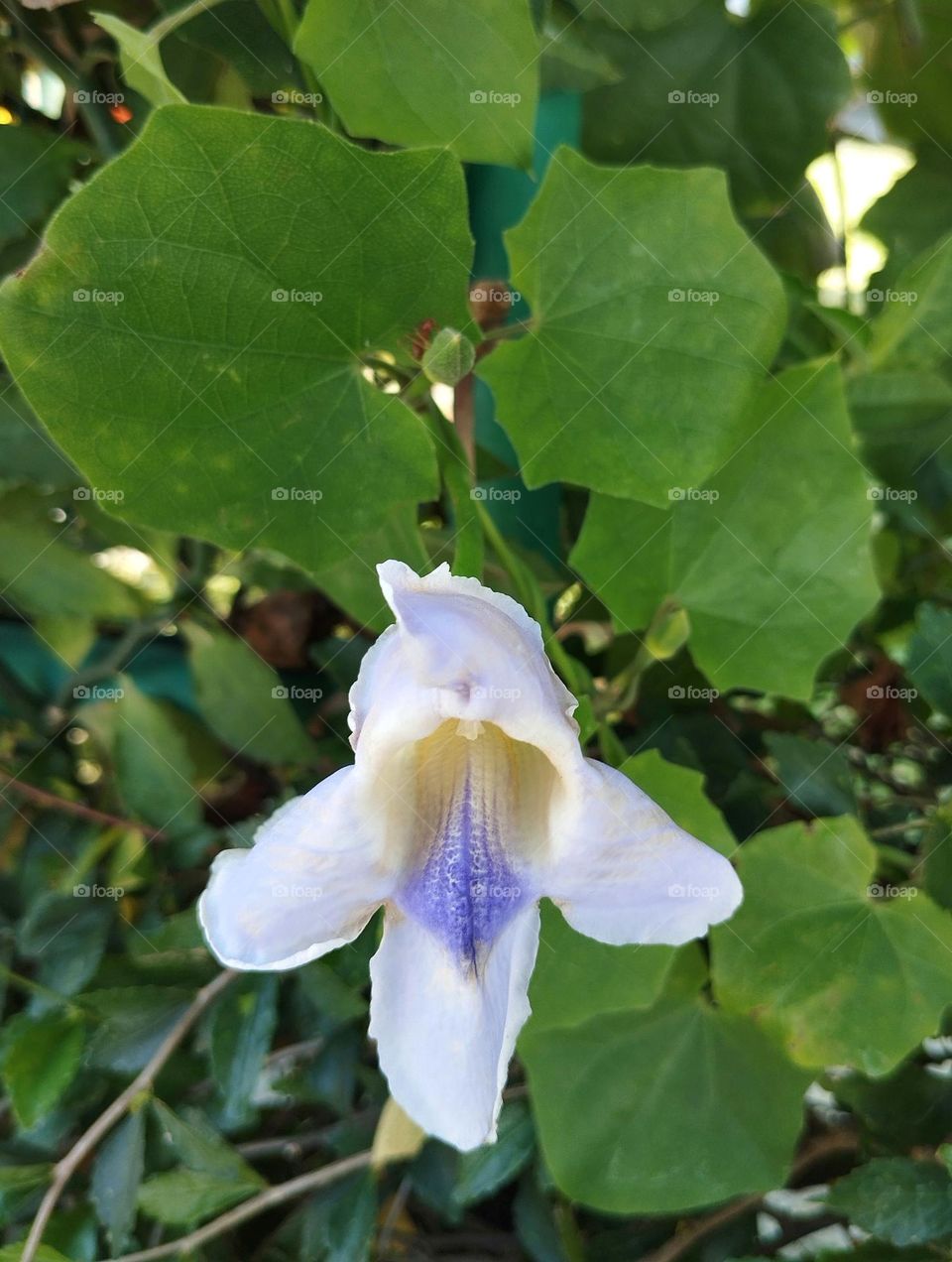 White flower on the park